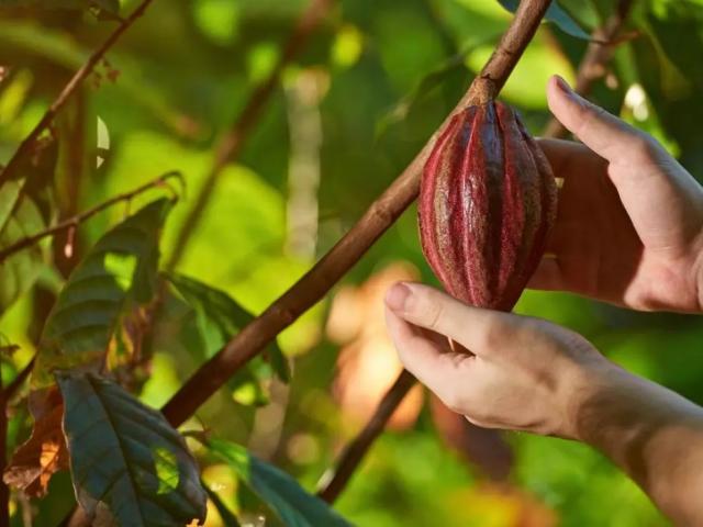 THE CULTURAL SIGNIFICANCE OF CHOCOLATE IN COLOMBIA
